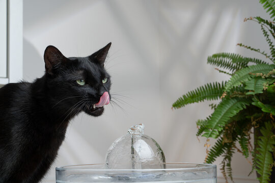 black cat licking it's lips standing next to a pet water fountain with fresh flowing water