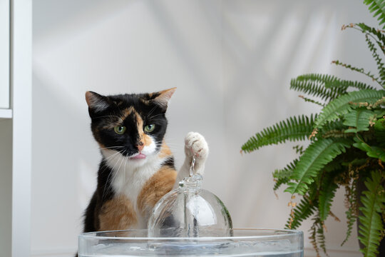 thirsty calico cat looking at pet water fountain raising paw curiously