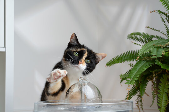 thirsty calico cat looking at pet water fountain raising paw curiously