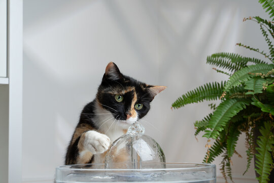 thirsty calico cat looking at pet water fountain raising paw curiously