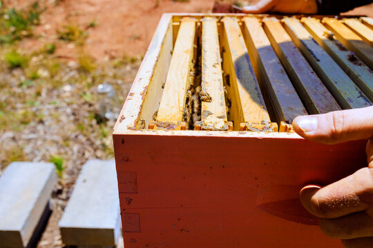 Beekeeper examines wooden hive frame with bees on it in garden setting under clear sky.
