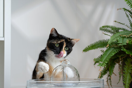 thirsty calico cat looking at pet water fountain raising paw curiously