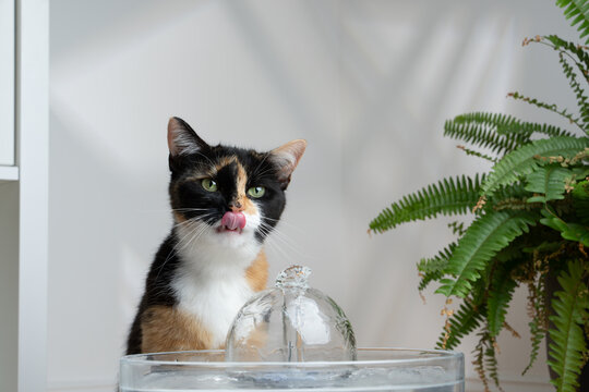calico cat sitting behind pet water fountain licking it's lips