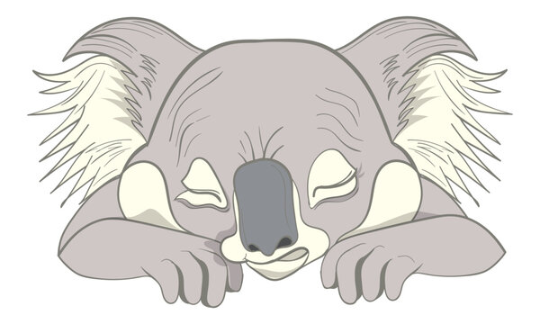 Sleeping Koala Bear Nap Face