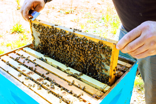 Beekeeper is inspecting honeycomb frame filled with bees in blue beehive outside at countryside.