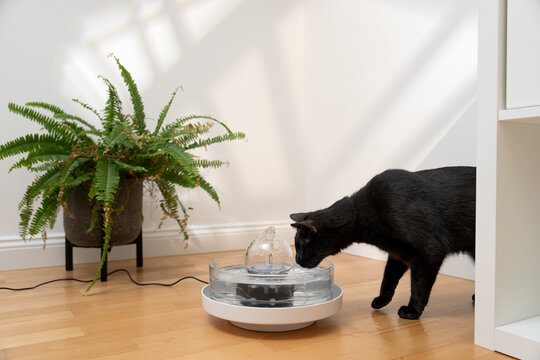 black cat drinking fresh water from a glass pet fountain indoors with copy space
