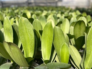 Rows of young Phalaenopsis orchid plants with fresh green leaves in a commercial greenhouse nursery. Close-up of healthy orchid foliage with water droplets under natural sunlight, agriculture. © eva