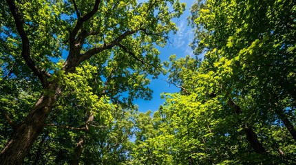 Fototapeta premium green leaves against blue sky