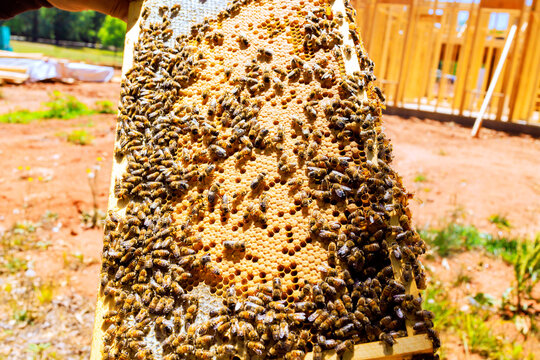 Beekeeper honeycomb covered with bees close to honeycomb with closed brood