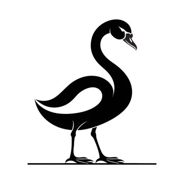 black swan vector illustration