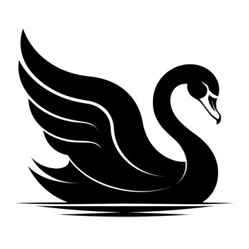 black swan vector illustration