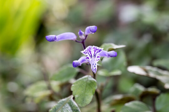 Beautiful Plectranthus &lsquo;Mona Lavender&rsquo; flower.