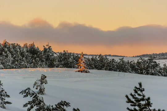 Pine forest on snowy mountain slope at sunset.