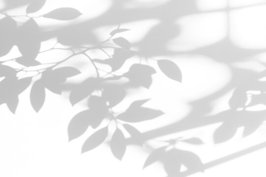 shadow overlay effect of natural tree leaves shadow over on white wall,abstract summer sunlight with shadow background,branch with leaves shadow,windows shadow,leaf shadow,plants shadow