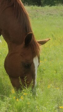 Sorrel horse grazing in Texas ranch pasture closeup during summer season, vertical view of equine animal.