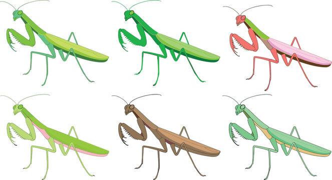 Praying Mantis Insect Vector Set Featuring Colorful Green and Brown Bug Illustrations for Design Projects