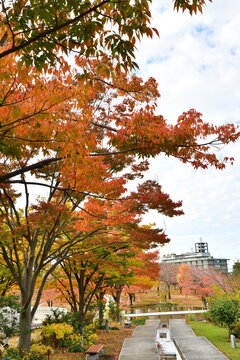 りゅーとぴあ空中庭園の紅葉（新潟県新潟市中央区）
