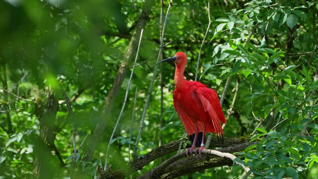 Scarlet ibis, Eudocimus ruber, bird of the Threskiornithidae family, admired by the reddish coloration of feathers, a consequence of crustaceans-based food