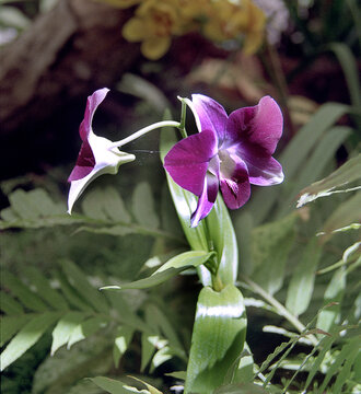 Dendrobium-Orchidee
