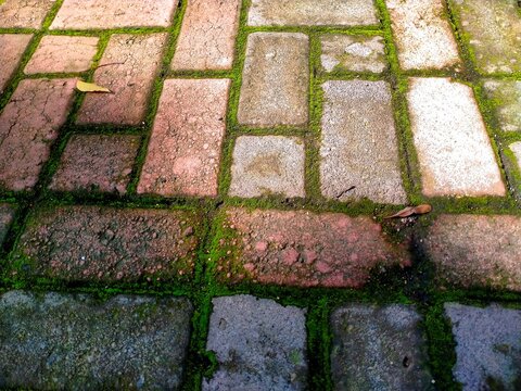 Moss Covered Paving Stones with Natural Green Moss Texture