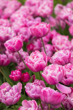 Magnifiques tulipes de la vari&eacute;t&eacute; Foxtrot dans un champ de fleurs des Pays-Bas.
