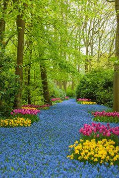Rivi&egrave;re sinueuse de jacinthes des bois bleues traversant une for&ecirc;t, bord&eacute;e de tulipes roses et de jonquilles dor&eacute;es.