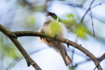 Little Bird Remiz Sitting On A Branch With A Blurred Background © Ievgen Skrypko