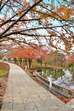 りゅーとぴあ空中庭園の紅葉と水辺（新潟県新潟市中央区）
