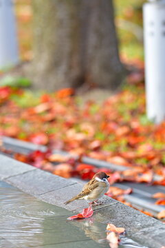 紅葉を映す池とスズメ