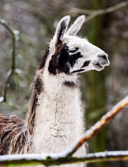Fototapeta premium Adorable Portrait Of A Llama In Zoo Close Up