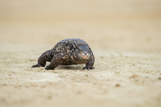 Argentine black and white tegu lizard walking on sandy ground with wildlife creature predator