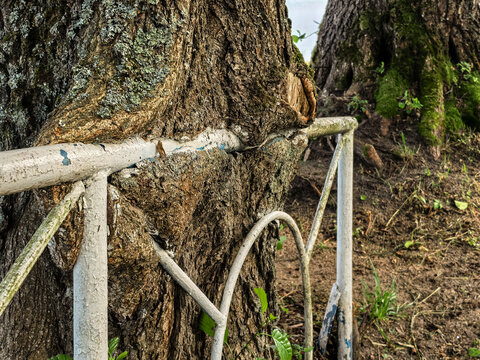 Tree trunk growing around old metal fence railing closeup