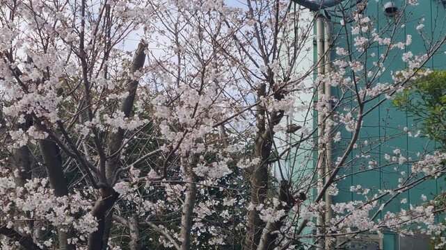Beautiful cherry blossom trees in full bloom with white Sakura flowers and a small bird perched on a branch near a modern building in spring.