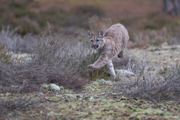 Cougar (Puma concolor), also commonly known as the mountain lion, puma, panther, or catamount. is the greatest of any large wild terrestrial mammal in the western hemisphere. © vaclav