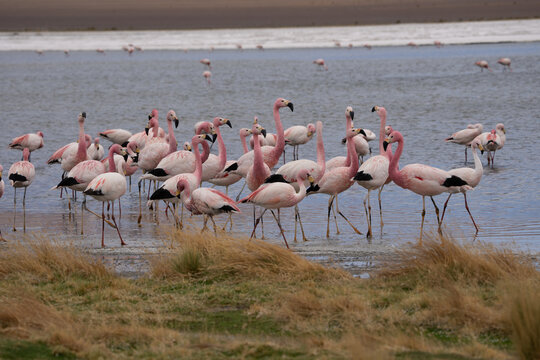 Flamingos at lake in Bolivia (Laguna Canapa) near Uyuni