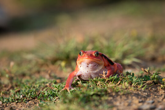 Close-up of a small colorful orange and brown toad resting on a textured dark wooden log with amphibian