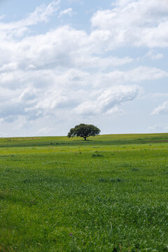 Solitary tree standing in a vibrant alentejo springtime field