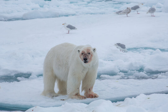 Polar Bear (Ursus maritimus) Spitsbergen North Ocean