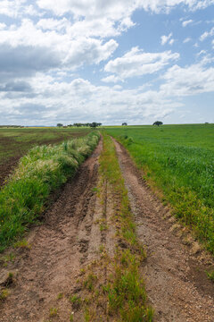 Alentejo rural dirt track crossing green fields