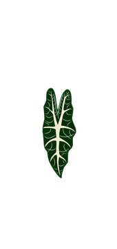​Alocasia polly leaf vector illustration, tropical houseplant foliage drawing