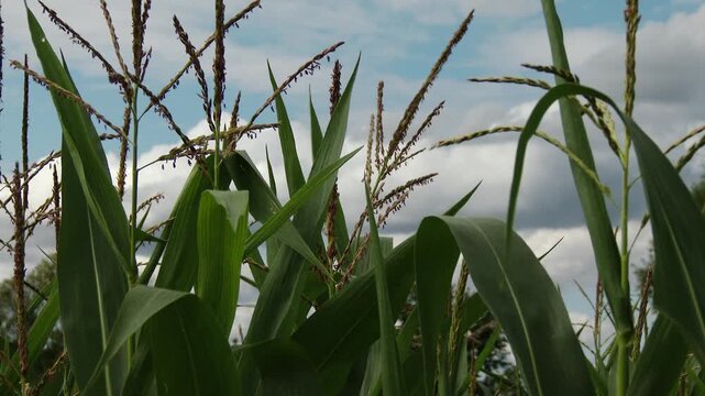 4K Summer Corn Field