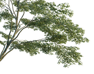 Eucaliptus Gunni tree, corner view, cutout, isolate, transparent background, Detailed leafy tree branch with lush green foliage on a black background - perfect for design elements. © Huy Trong