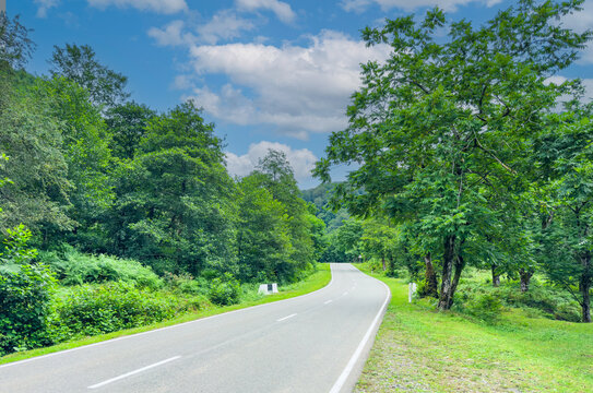 Scenic winding road through lush green forest