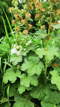 White double hollyhock flowers bloom on tall stems in a summer garden. Fluffy Alcea rosea blossoms sway gently against a dark green natural background in this vertical video.