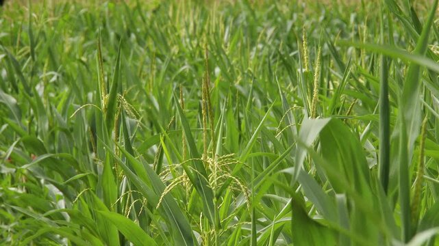 4K Summer Corn Field
