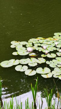 Beautiful pink water lilies bloom on a quiet pond with green floating leaves. Clear ripples form on dark calm water around nymphaea flowers in this serene vertical video.