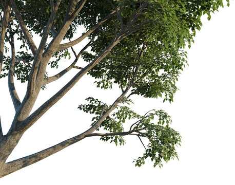 Shinus Molle Bark refl.jpg tree, corner view, cutout, isolate, transparent background, Detailed tree branch with lush green foliage - perfect for nature backgrounds & realistic design elements.
