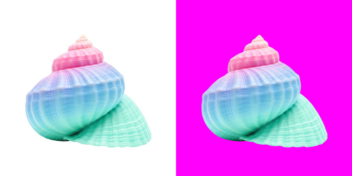 Beautiful gradient seashell with pink and blue colors as a design element