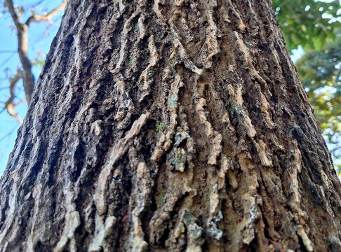 tree bark texture