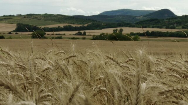Lush Wheat Field in the Summer